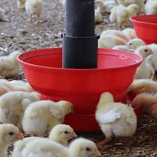 Broiler feed conversion strategies