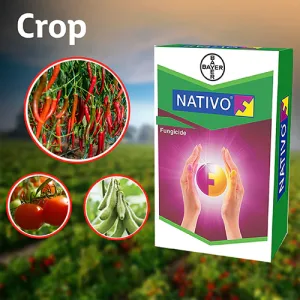 NATIVO