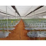 MULCHING PAPER 400 METER 25 MICRONA