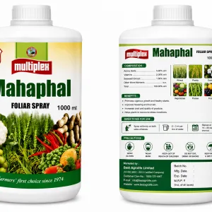 Mahaphal 1 LTR